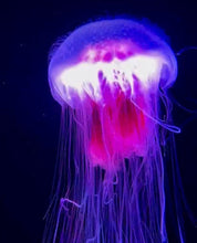 Load image into Gallery viewer, Dwarf Lion&#39;s Mane Jelly (Cyanea versicolor)
