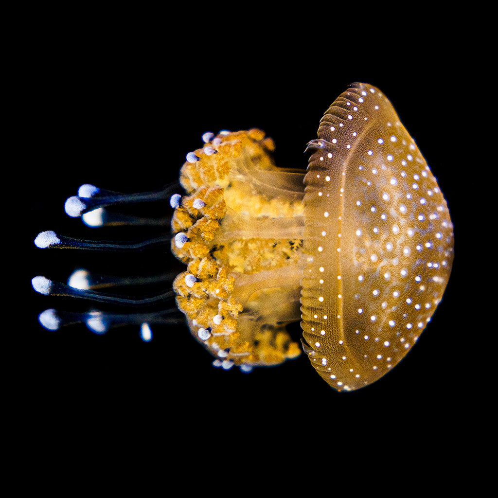 Australian Spotted Jellyfish polyps (Phyllorhiza punctata)
