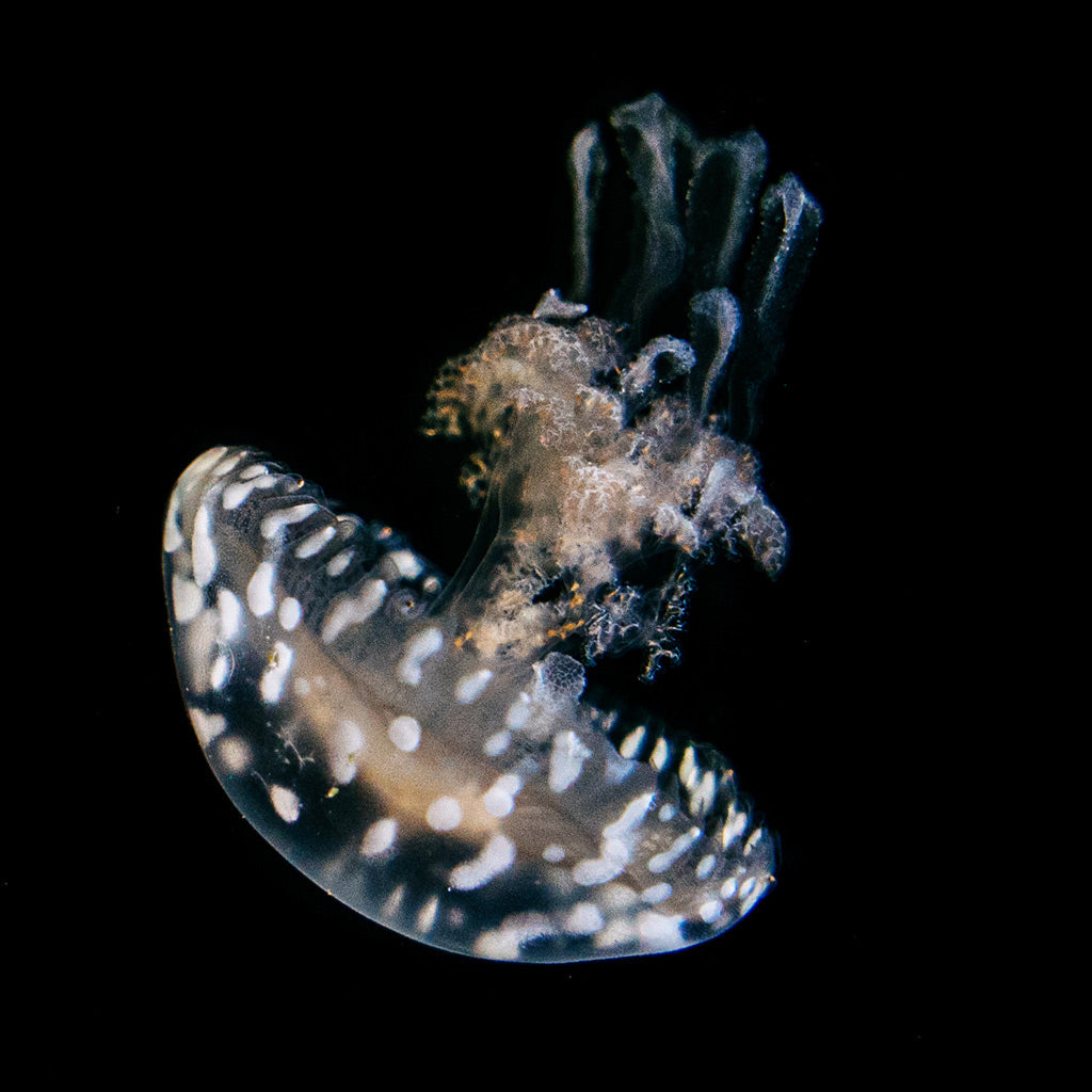 Spotted Lagoon jellyfish polyps (Mastigias papua)