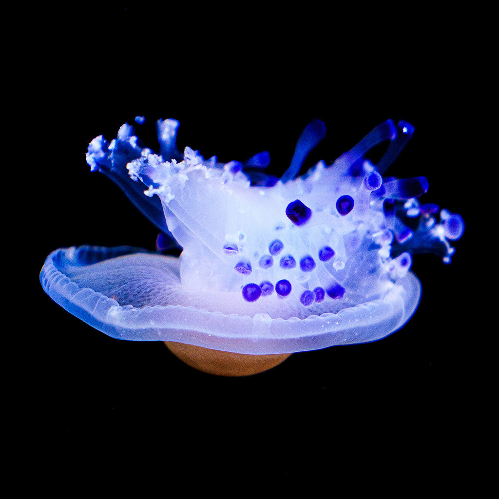 Fried egg jellyfish polyps (Cotylorhiza tuberculata)