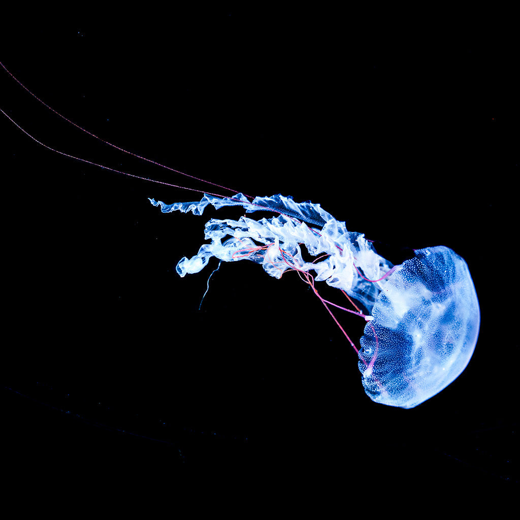 Purple striped jellyfish polyps (Chrysaora colorata)