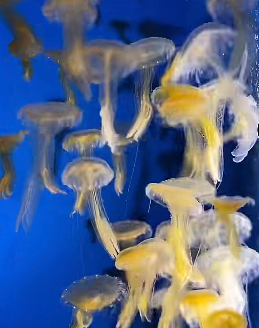Amakusa Jellyfish (Sanderia malayensis)