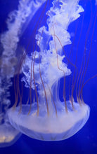 Load image into Gallery viewer, South American Sea Nettles (Chrysaora plocamia)
