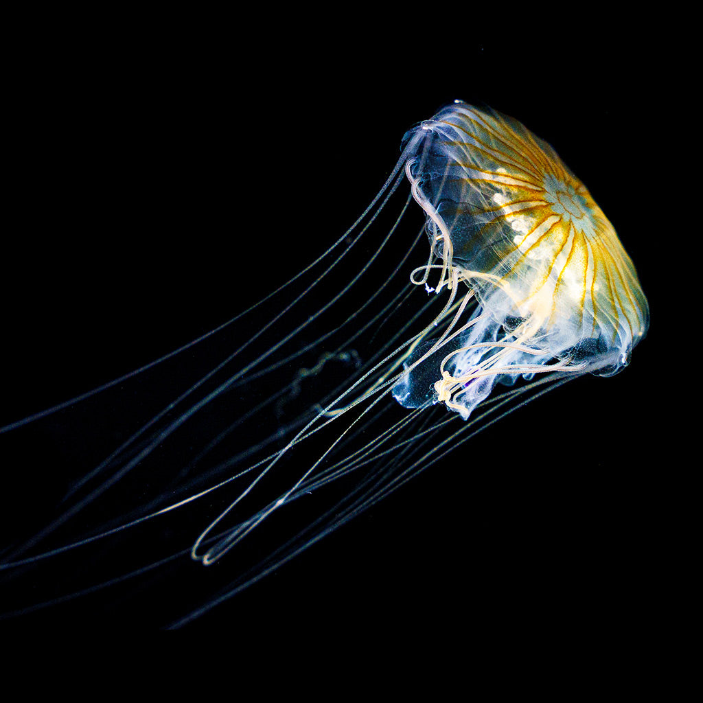 Japanese Sea Nettle (Chrysaora pacifica)