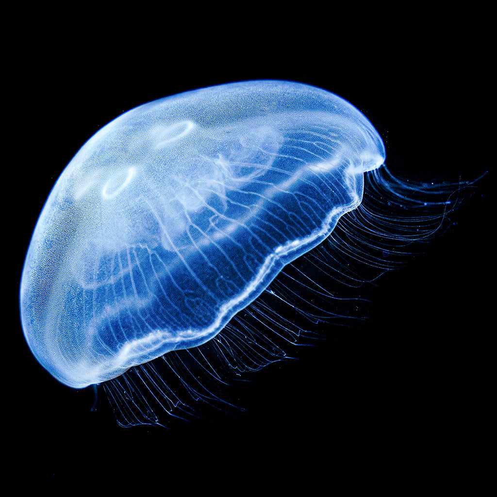  Moon Jellyfish (Aurelia aurita)
