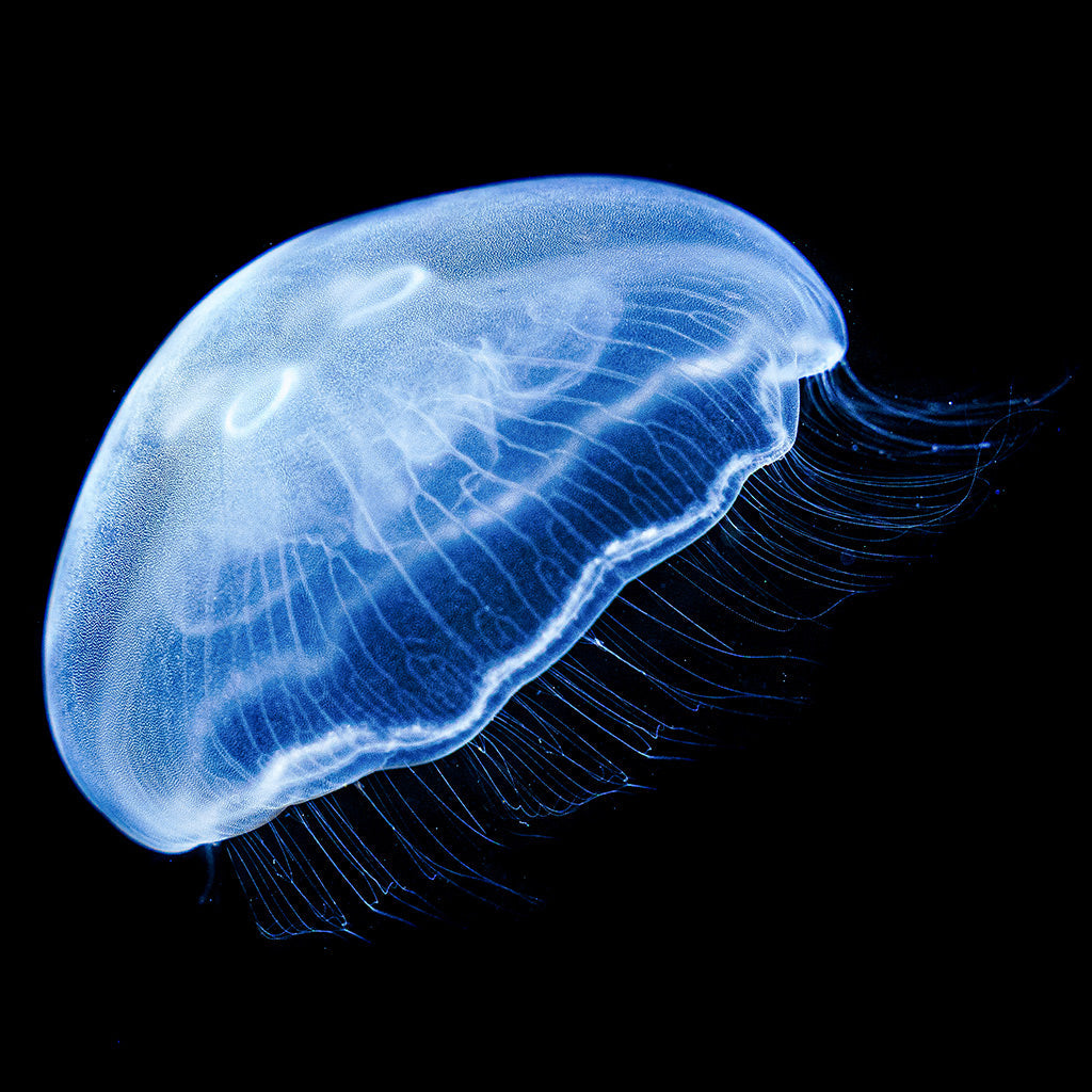  Moon Jellyfish (Aurelia malayensis)
